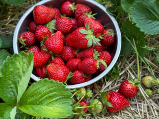 Freshly picked ripe red strawberries berries in a metal bowl on strawberries field close up