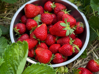Freshly picked ripe red strawberries berries in a metal bowl on strawberries field close up