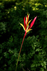 Red and yellow flower of Heliconia psittacorum (parrot's beak, parakeet flower, parrot's flower, parrot's plantain, false bird-of-paradise)