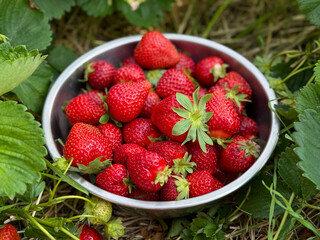 Freshly picked ripe red strawberries berries in a metal bowl on strawberries field close up