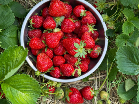 Freshly picked ripe red strawberries berries in a metal bowl on strawberries field close up