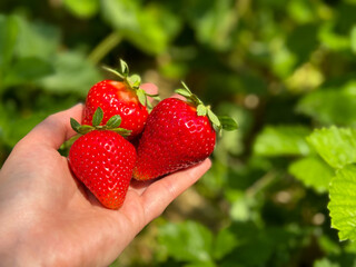 Freshly picked strawberries held in a hand against a lush green background. Close-up of vibrant red...