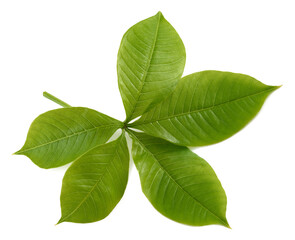 Baobab branch with leaves