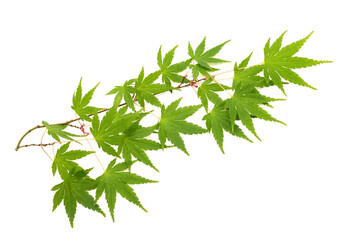 Palmate maple branch