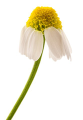 Chamomile flower