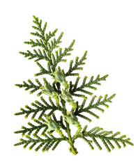 Chinese thuja sprig with cones
