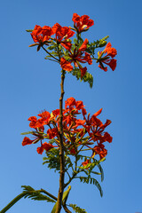 Flamboyant plant with flowers