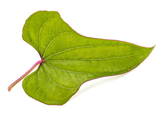 Chinese yam leaf