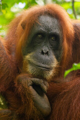 sumatran orangutan