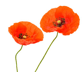 Red poppy flowers