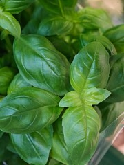 Fresh basil leaves ready for culinary use in a home kitchen garden during summer