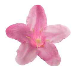 Old fashioned weigela