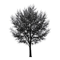 Silhouette of Solitude: A Stark Tree