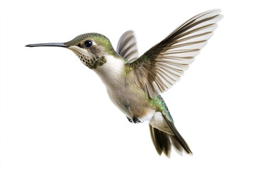 Tiny Hummingbird Hovering Mid-Flight

