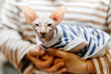 sphinx cat lies in arms of owner, dressed in striped cat clothes