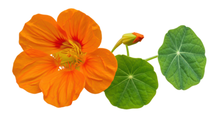 Isolated Nasturtium Flower