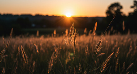 Fototapeta premium Golden Hour Sunset over Serene Grassland Field