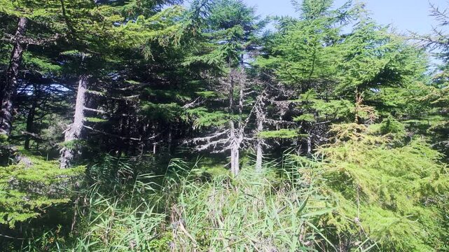Stunted old fir trees (probably Glehn's spruce (Picea glehnii) on the coast of the Sea of Japan. Sakhalin Island. Dwarfism of the phenotype due to strong frequent winds, cyclonic zone