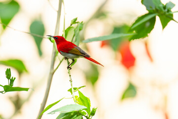 Temminck’s Sunbird Drink the nectar from flowers bird watching in the forest