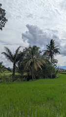 Fototapeta premium Scenic Wide Shot of Rice Paddy Field with Palm Trees Landscape