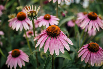 Close-up of vibrant pink echinacea flowers in full bloom