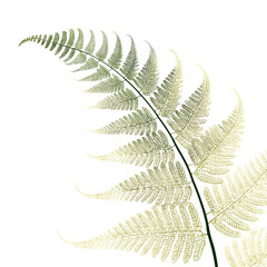 Create a vector of a single fern frond isolated on a white background use a light green tone