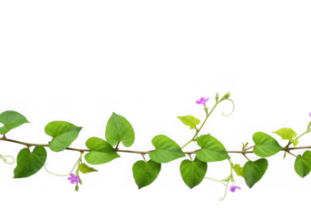 Green vine with purple flowers isolated on transparent background