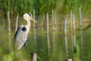 grey heron on the lake background close-up