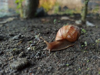 A large snail is on the damp ground.