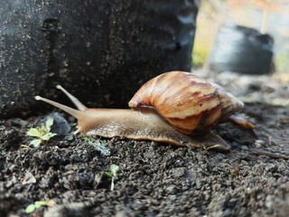 A large snail is on the damp ground.