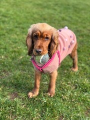 english cocker spaniel