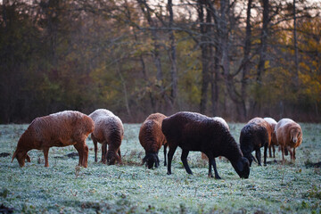 Sheep in the pasture