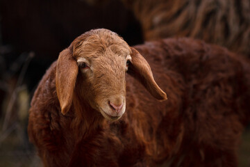 Portrait of a ram
