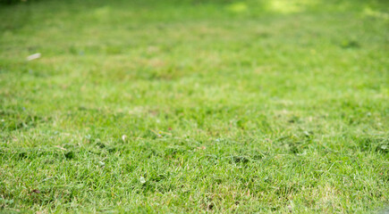 Copy space fresh cut grass image, selective focus, shallow depth of field, bokeh background