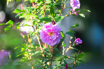Obraz premium Copy space garden flowers background image, selective focus, bokeh background