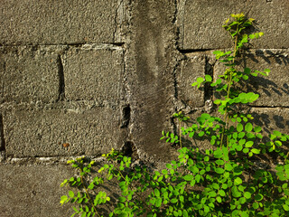 Green leaves with water droplets on them, the leaves look fresh and the veins are clearly visible.