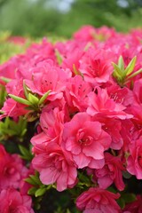 Fototapeta premium Gorgeous, blooming azalea flowers, a vibrant splash of pink against a soft green backdrop.