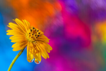 Vibrant yellow flower with water droplets against a colorful abstract background copy space