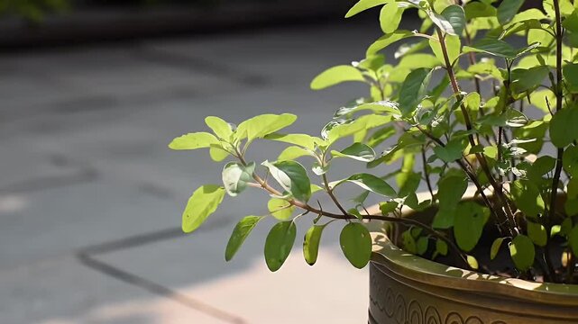 Holy Basil Plant in Golden Pot with Green Leaves Thriving in Sunlight in Outdoor Still Life