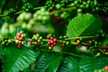 Coffee beans grow on tree