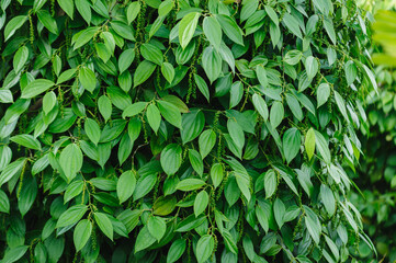 Black pepper fruits grow on tree in garden