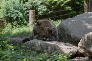 A sleeping brown bear in zoo.