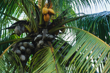 Coconut fruits grow on tree