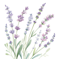 Naklejka premium Lavender flower sprigs watercolor botanical illustration isolated on transparent background perfect for floral design wedding cards invitations and nature artwork