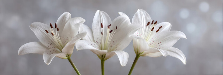 Fototapeta premium Ethereal white lilies bask under dappled twilight, symbolizing purity, rebirth, and Easter serenity, embodying quiet spiritual renewal