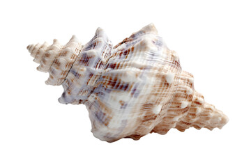 Seashell with spiral pattern isolated on transparent background