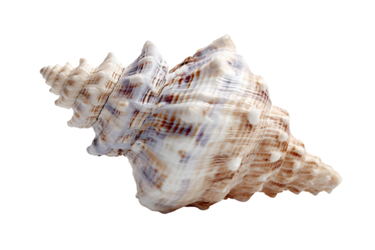 Seashell with spiral pattern isolated on transparent background