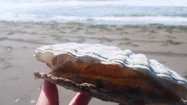 Japanese scallop (Pecten yessoensis, Patinopecten) The coast of the Sea of Japan, Primorsky Krai. The Far East. A clam in the hands of a traveler