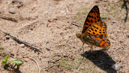 Queen of Spain Fritillary, Issoria lathonia, resting on sandy ground