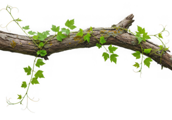 Green vine on old wood branch isolated on transparent background